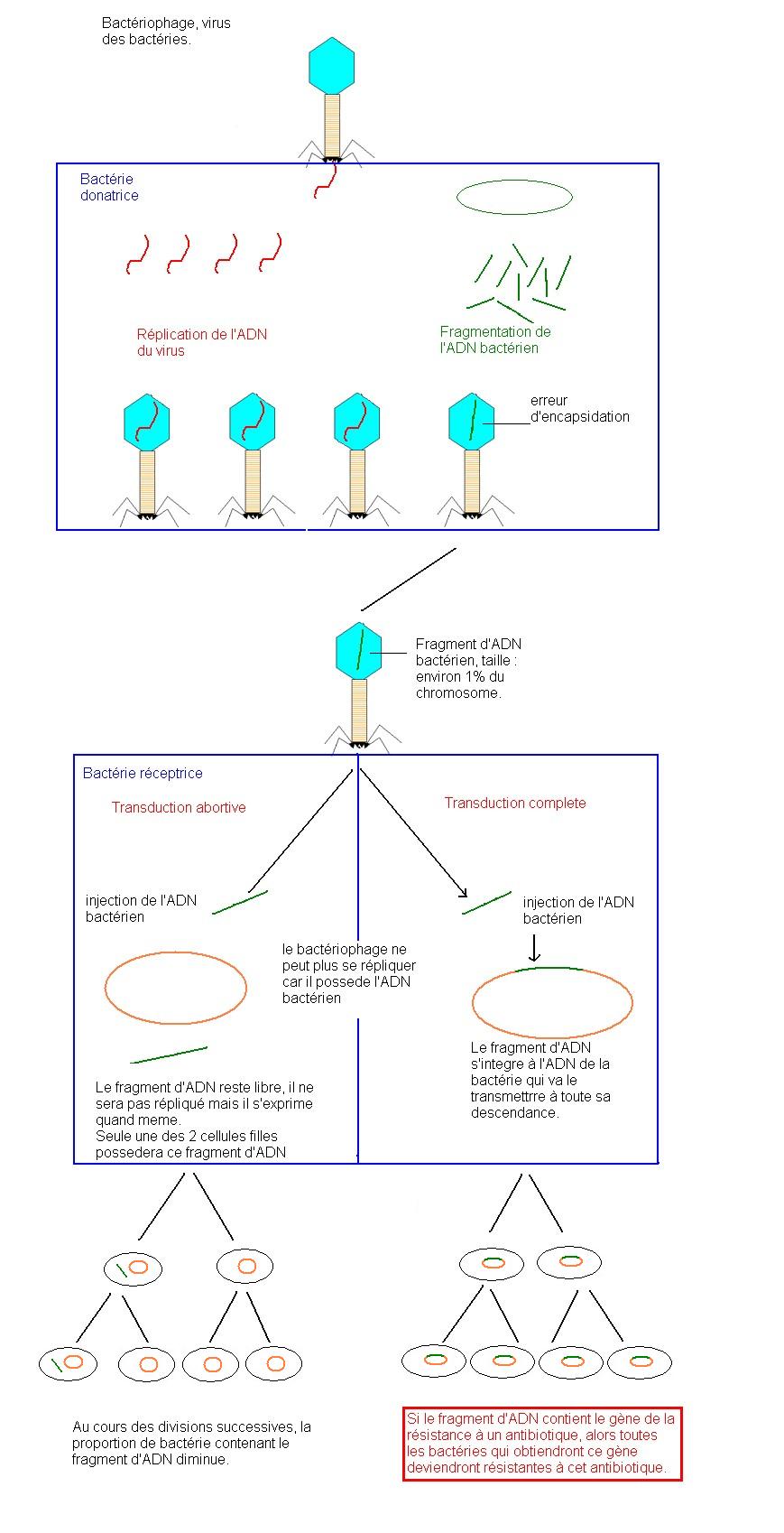 transduction