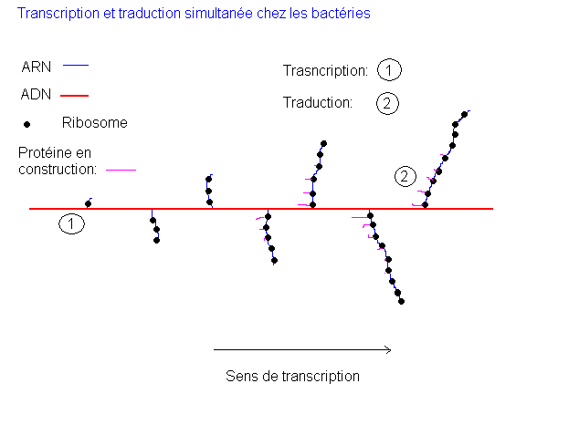 transcription et traduction transcription et traduction